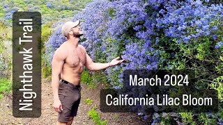 CALIFORNIA HIKES  Nighthawk Trail San Diego  March Lilac Bloom [upl. by Htnicayh]