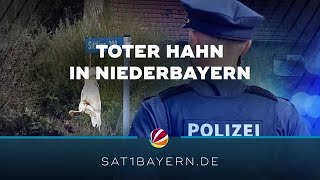 Toter Hahn in Sittling gefunden Polizei sucht Täter [upl. by Litha]