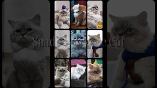 My Himalayan Persian Cats Photo Dump persiancat himalayanpersiancat persiancattamil shorts [upl. by Max999]