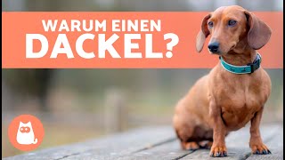 VORTEILE eines DACHSHUNDES 🐶✅ Die 10 größten Vorteile des Dackels [upl. by Madelena728]