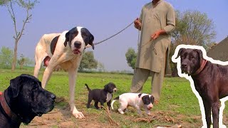 Pakistani ki Famaus Dog Breed 2023 Pure Pakistani Dog By Nafa TV HD [upl. by Nwahser]