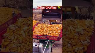 Maize crusting ytfeed trending maizefarm corn ytshots viral [upl. by Rennat140]