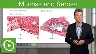 Mucosa and Serosa – Histology  Lecturio [upl. by Tybald565]