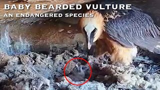 4🦅Bearded Vulture Nest／Nestflix Live Stream⚠️Endangered bird species the Southern Bearded Vulture [upl. by Boothe]