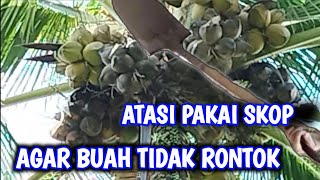 Cara Mengatasi Buah Kelapa Yang Mudah Rontok Menggunakan Cal Ha Dan Biopori [upl. by Antonino204]