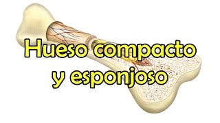 Hueso compacto y esponjoso [upl. by Lalise]