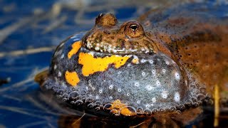 Nature sounds – European firebellied toad Bombina bombina [upl. by Kirsti334]