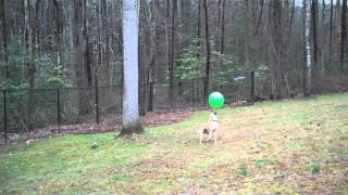 Amazing BallBopping Whippet  15 Bops for Radish [upl. by Sophy]