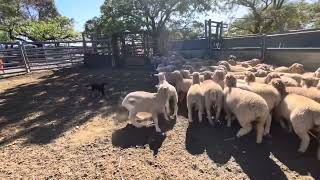 Young kelpie pup working sheep [upl. by Ylera]