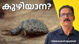 തുമ്പിയുടെ ലാർവ അല്ല കുഴിയാന ANTLION LACEWING IS NOT DRAGONFLY കുഴിയാന antlion insects തുമ്പി [upl. by Sadinoel16]