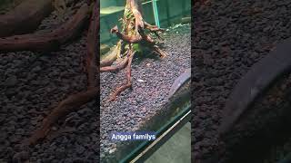 ANGGA FAMILY DI ANIMALIUM BOGORpart 203fypシ fyp shortsvideo shortvideo shorts animalium BRIN [upl. by Cheshire]