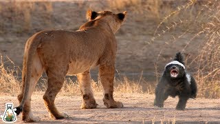 Why honey badger are so fearless [upl. by Aenat]