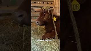 Bull at animal sanctuary after escaping slaughterhouse in mad dash on NJ train tracks shorts [upl. by Lorrayne]