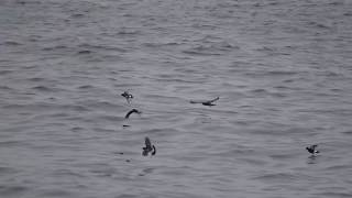 Matsudairas StormPetrel June 23 2018 Off Chiba Japan [upl. by Mattland]