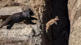 No Predator Can Catch Mountain Goats [upl. by Myrtice]