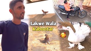 Lakwe Wala Kabootar Pakdane Gaya🤩Or Pakda Hua Kalsira Kabootar Wapas Kar Diya😔 [upl. by Einaffyt]