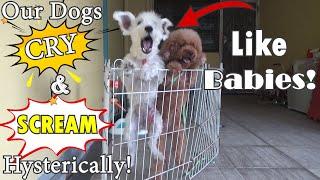 Our Dogs Cry amp Scream So Loud Everytime We Leave Them At Home So We Prank Them [upl. by Dagley]