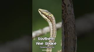 Southern Vine Snake Thelotornis capensis SUPER CLOSEUP [upl. by Lleret]