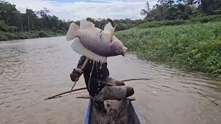 Archery fish until the boat is full  Memanah ikan hingga perahu penuh [upl. by Indira]