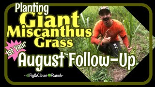 Planting Screening  Giant Miscanthus  Real World Wildlife Products  Miscanthus Giganteus PART2 [upl. by Fleeman]