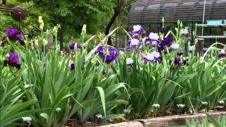 Iris Breeding at Stout Gardens [upl. by Debor349]