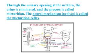 Micturition The Process of Urination Video No 564 [upl. by Lyrem]