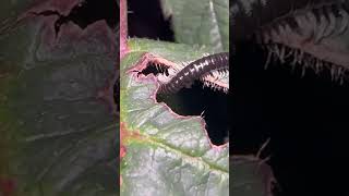 White Legged Snake Millepede On Bramble nature insects [upl. by Gerhard]