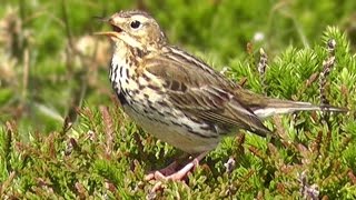 Meadow Pipit Birds Singing and Chirping a Beautiful Bird Song [upl. by Taveda]