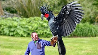 5 Most Expensive Birds In The World [upl. by Koffman]