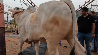 ALL 3 REACHED SAFELY AT PATHAN CATTLE FARM  KOLKATA COW 2025 [upl. by Lavro]