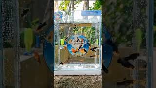 Bluemoon platy jlbaquaticschannel jlbaquaticsofficial jlbaquaticsph fish platy fishkeeping [upl. by Llirpa]