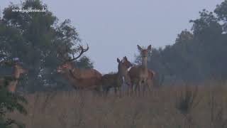 Der Kampf der beiden Platzhirsche  Jagd zur Hirschbrunft in Masuren [upl. by Charmain]