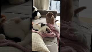 The feud between catscat kitten funnycat funnyanimals funnypets [upl. by Whitby445]