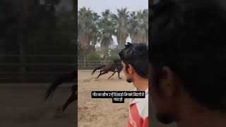 horselover hores trending video like please subscribe please [upl. by Okim]