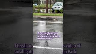 Gator 🐊 leaves pond for parking lot as Tropical Storm Debby approaches hiltonhead [upl. by Amlas]