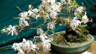 Specific Bonsai Care Guidelines for the Star Magnolia Stellata [upl. by Dnalevelc]