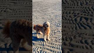 Tessie loves a nice fall day at the sandbar [upl. by Mackintosh]