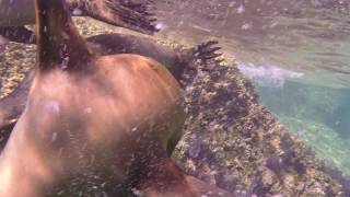 Swimming with Sea Lions in La Paz Mexico  Part 2 [upl. by Mcguire]