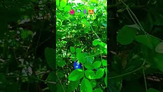 Flowers status song 🪻🎶😍 flowers hindi song video flowers new whats App status video viral video [upl. by Hgielrebma]