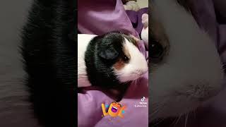 The Face 🤣 shorts tiktok like guineapig lol guineapiggy share love nope guineapigsrock [upl. by Nerag]