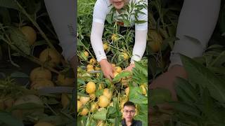 Harvest strange fruits sonasmr [upl. by Connolly717]