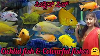 ಸಿಚ್ಲಿಡ್ ಫಿಶ್Cichlid fish amp golden fishesColourful fisheFish worldAqua world in MysoreUnder🌊zoo [upl. by Walton]