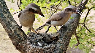 Woodbird babies sleeping while parents sitting above them BirdPlusAnimals [upl. by Arrik]