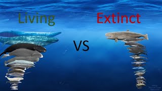 Whales Size Comparison Living Extinct [upl. by Hermosa]