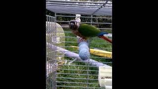 Conure pyrrhura molinae dit bisou [upl. by Stevena]