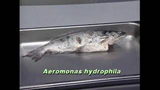 Fish pathogen Aeromonas hydrophila [upl. by Atnohsal157]