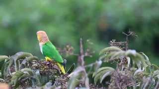 Marianinha de cabeça amarelaPionites leucogasterAlta FlorestaMT [upl. by Auberbach]