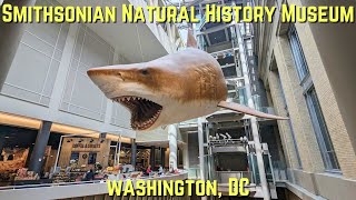 Smithsonian Natural History Museum Tour  Washington DC [upl. by Nihs9]