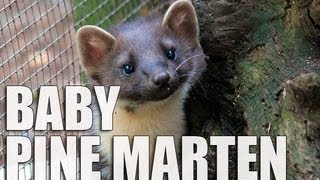 Wildwood Pine Marten Baby [upl. by Giraldo]