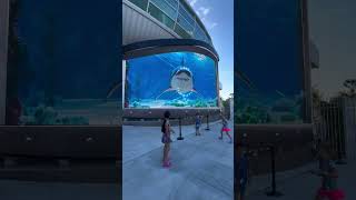 TUBARÃO Porto de Nassau Bahamas 3d virtualreality jaws [upl. by Bala]